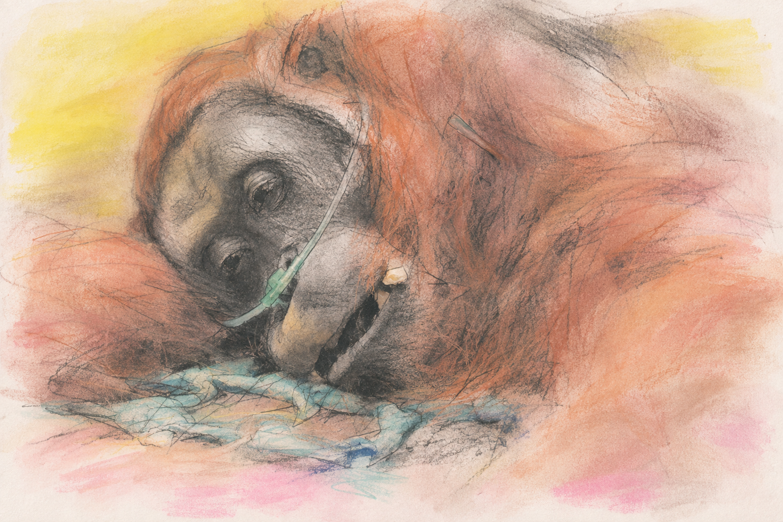 Ilustrasi orangutan bernama Sampurna yang menerima perawatan darurat setelah diselamatkan.
